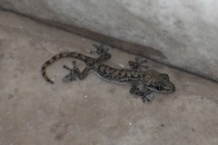 Phyllodactylus lepidopygus