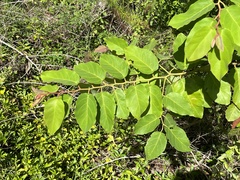 Dalbergia ecastaphyllum