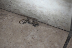 Phyllodactylus lepidopygus