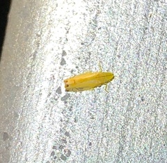 Sophonia longitudinalis