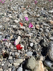 Silene integripetala integripetala