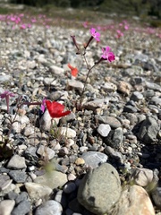 Silene integripetala integripetala