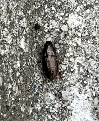 Selenophorus