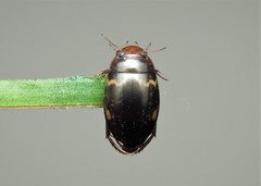 Agabus undulatus