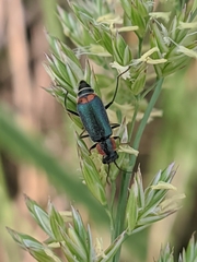 Clanoptilus marginellus