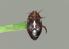 Agabus undulatus