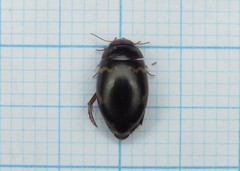 Agabus undulatus