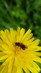 Andrena