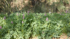 Lupinus hispanicus