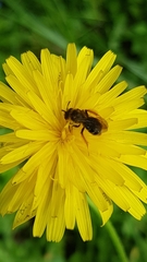Andrena