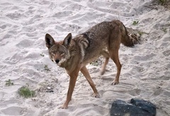 Canis latrans