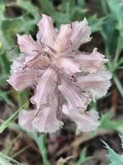 Orobanche amethystea amethystea