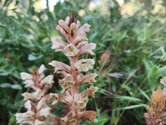 Orobanche amethystea amethystea