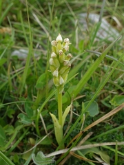 Neotinea maculata