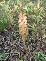 Orobanche amethystea amethystea