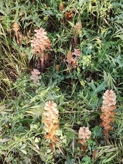 Orobanche amethystea amethystea