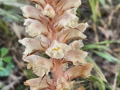 Orobanche amethystea amethystea