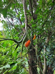 Philodendron anisotomum