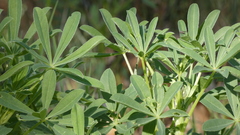 Lupinus hispanicus