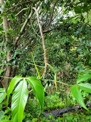 Philodendron anisotomum