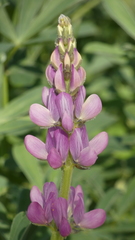 Lupinus hispanicus