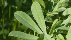 Lupinus hispanicus