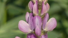 Lupinus hispanicus