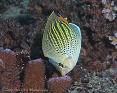 Chaetodon pelewensis