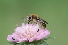 Andrena hattorfiana