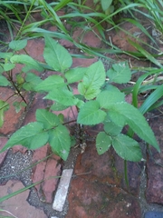 Bidens pilosa