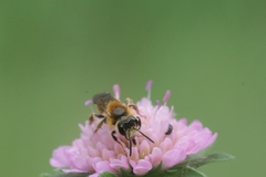 Andrena hattorfiana