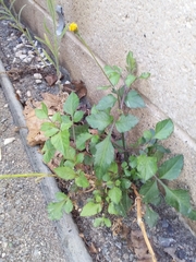 Bidens pilosa