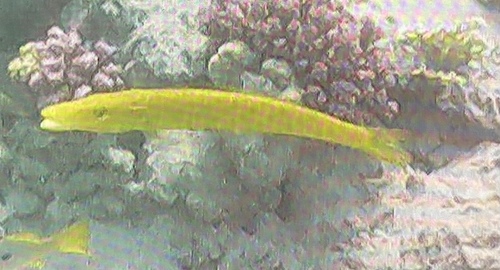 Cigar Wrasse — seen at this dive site