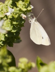 Pieris rapae