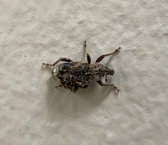 Listroderes apicalis