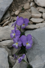 Viola cenisia