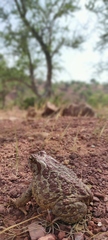 Sclerophrys mauritanica