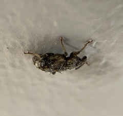 Listroderes apicalis