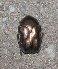 Protaetia cuprea bourgini