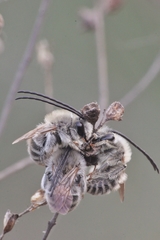 Eucera cineraria