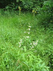 Penstemon alluviorum