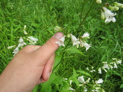 Penstemon alluviorum