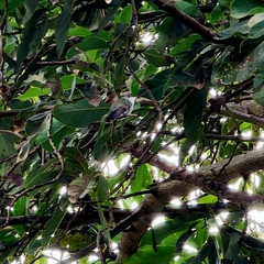 Elliotomyia chionogaster