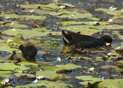 Gallinula tenebrosa tenebrosa