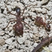Texas Leaf-cutter Ant - Photo (c) James Bailey, some rights reserved (CC BY-NC), uploaded by James Bailey