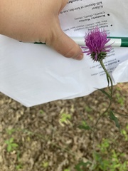 Cirsium carolinianum