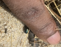 Gastrophysa polygoni