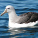 Salvin's Albatross - Photo (c) Arthur Chapman, some rights reserved (CC BY-NC-SA)