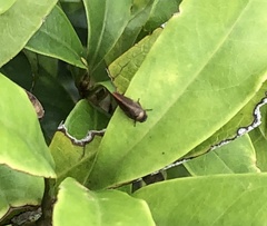 Ptyelinellus praefractus