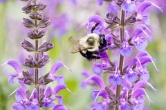 Bombus impatiens
